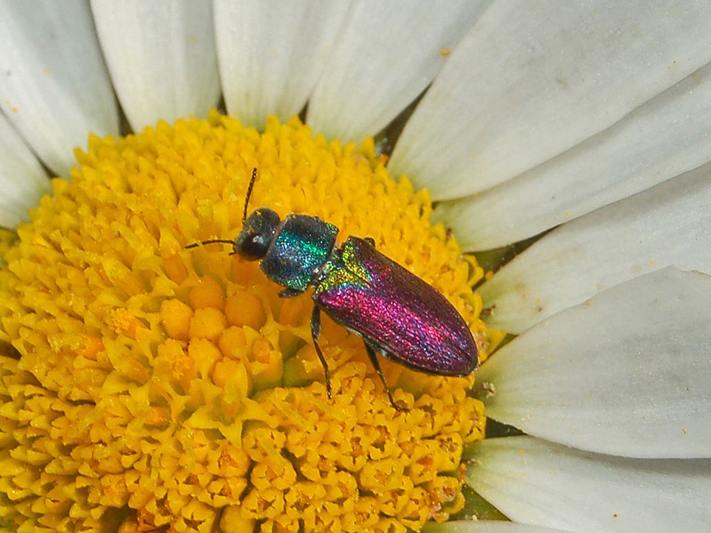 Anthaxia scutellaris?